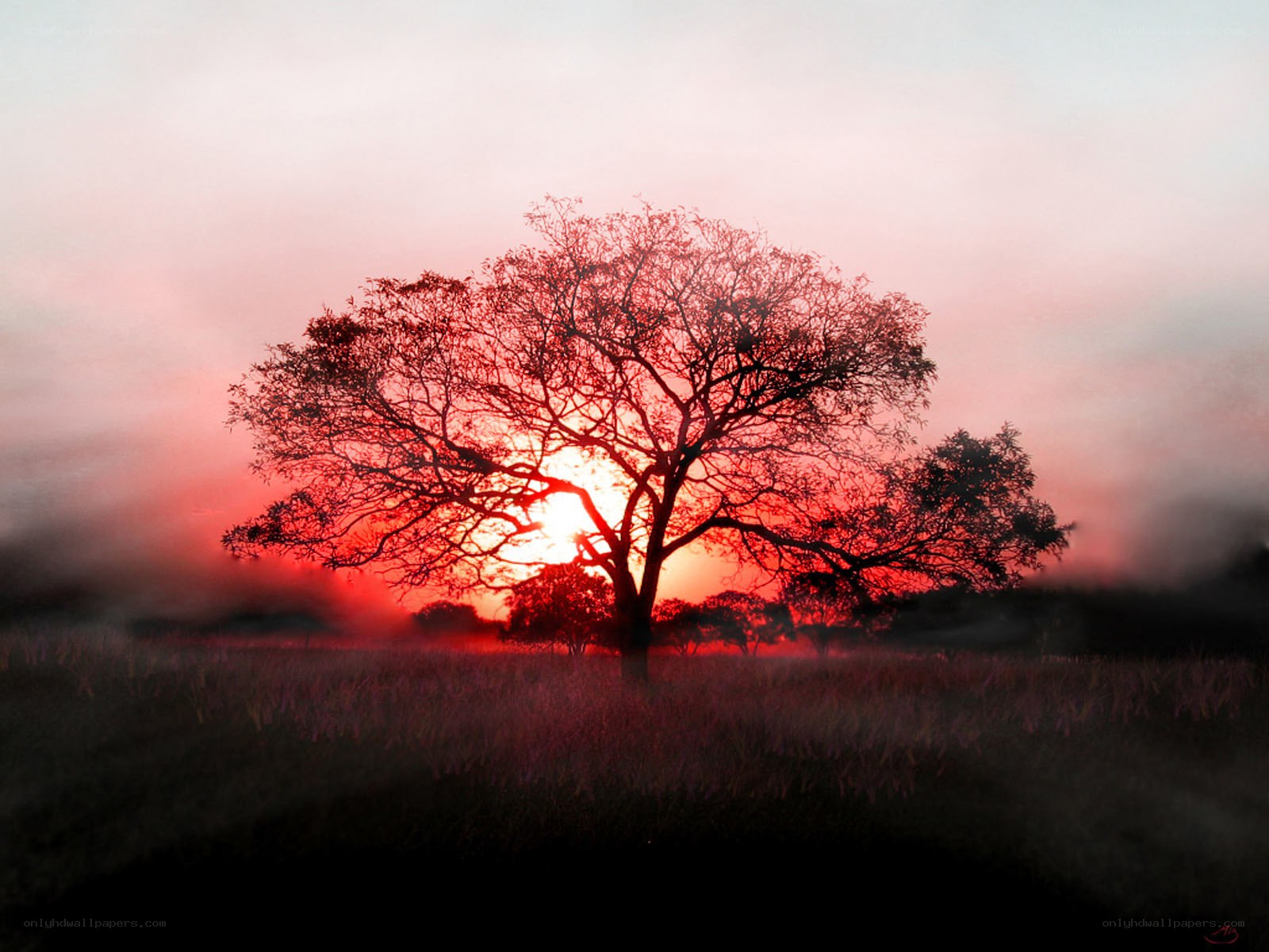 Solitary tree at sunset