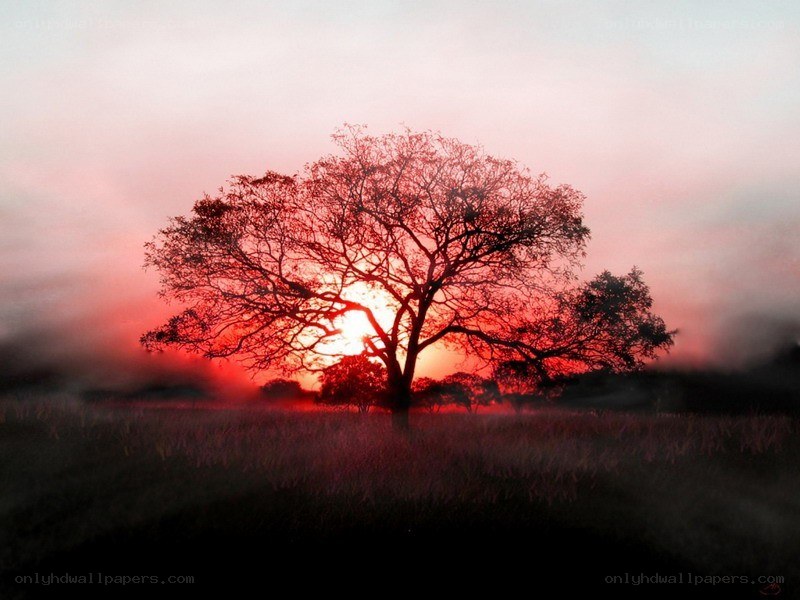 Solitary tree at sunset