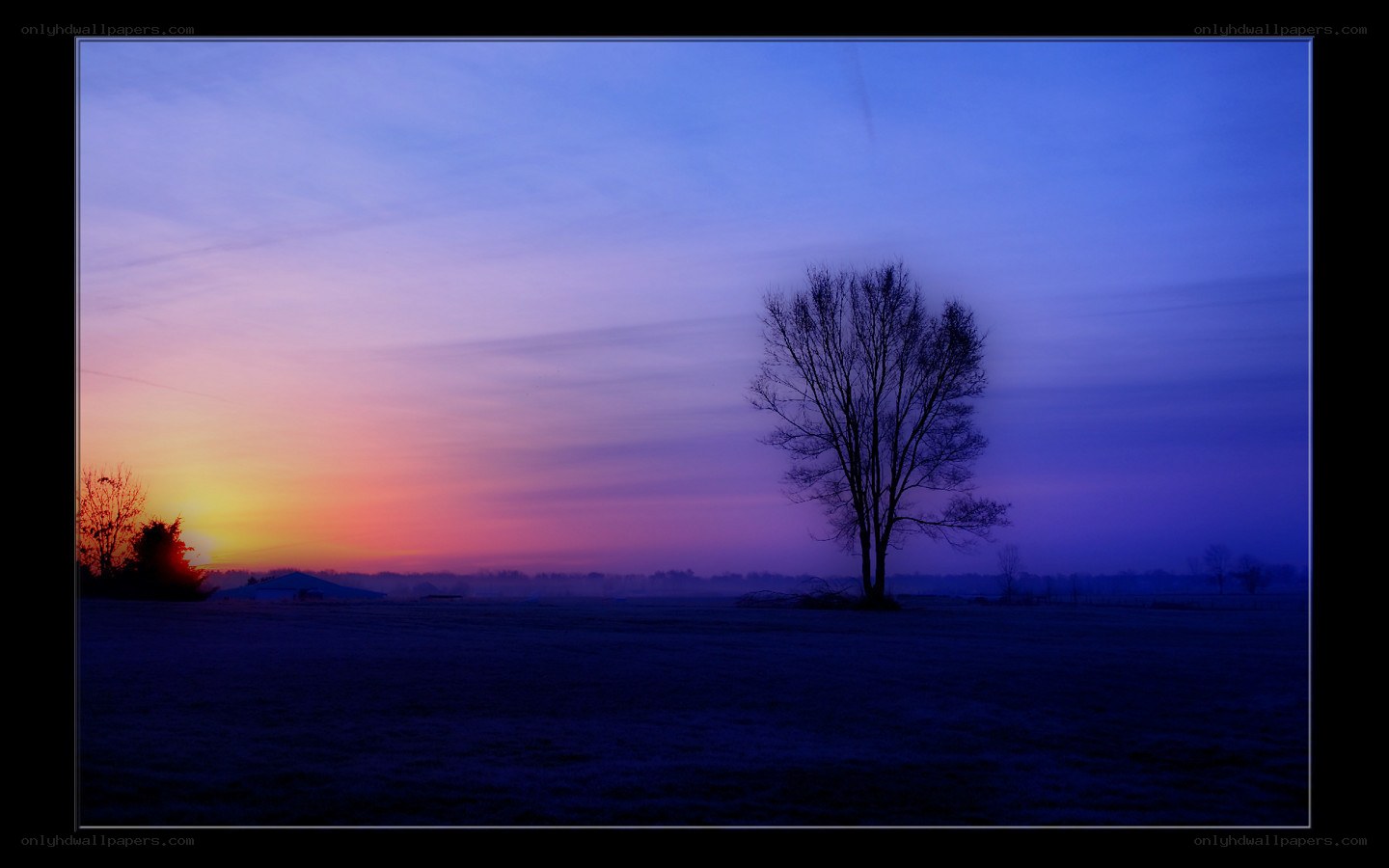 Solitary tree at sunset