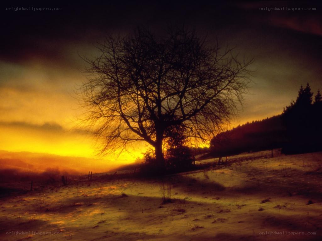 solitary tree at sunset