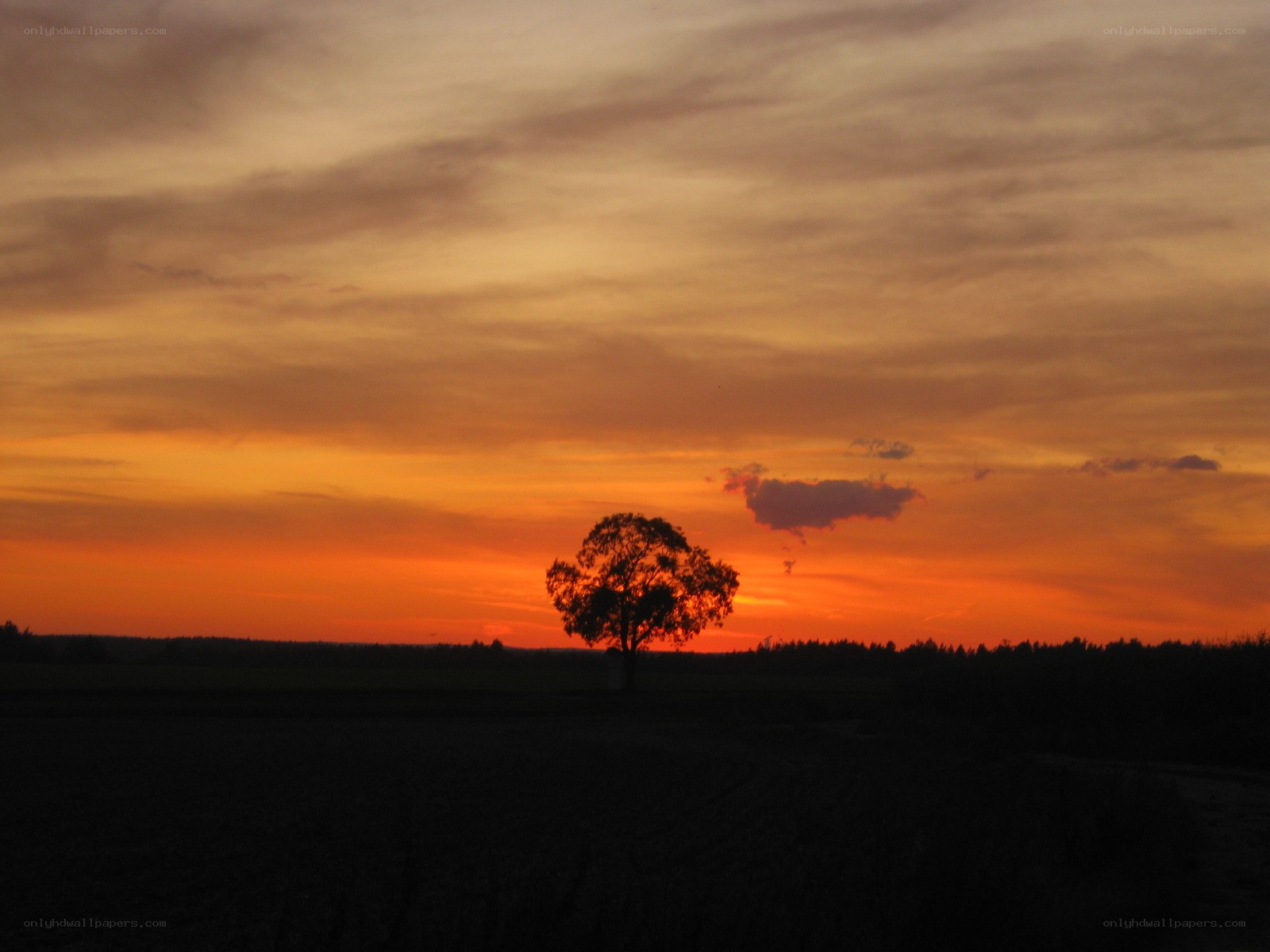 Solitary tree at sunset