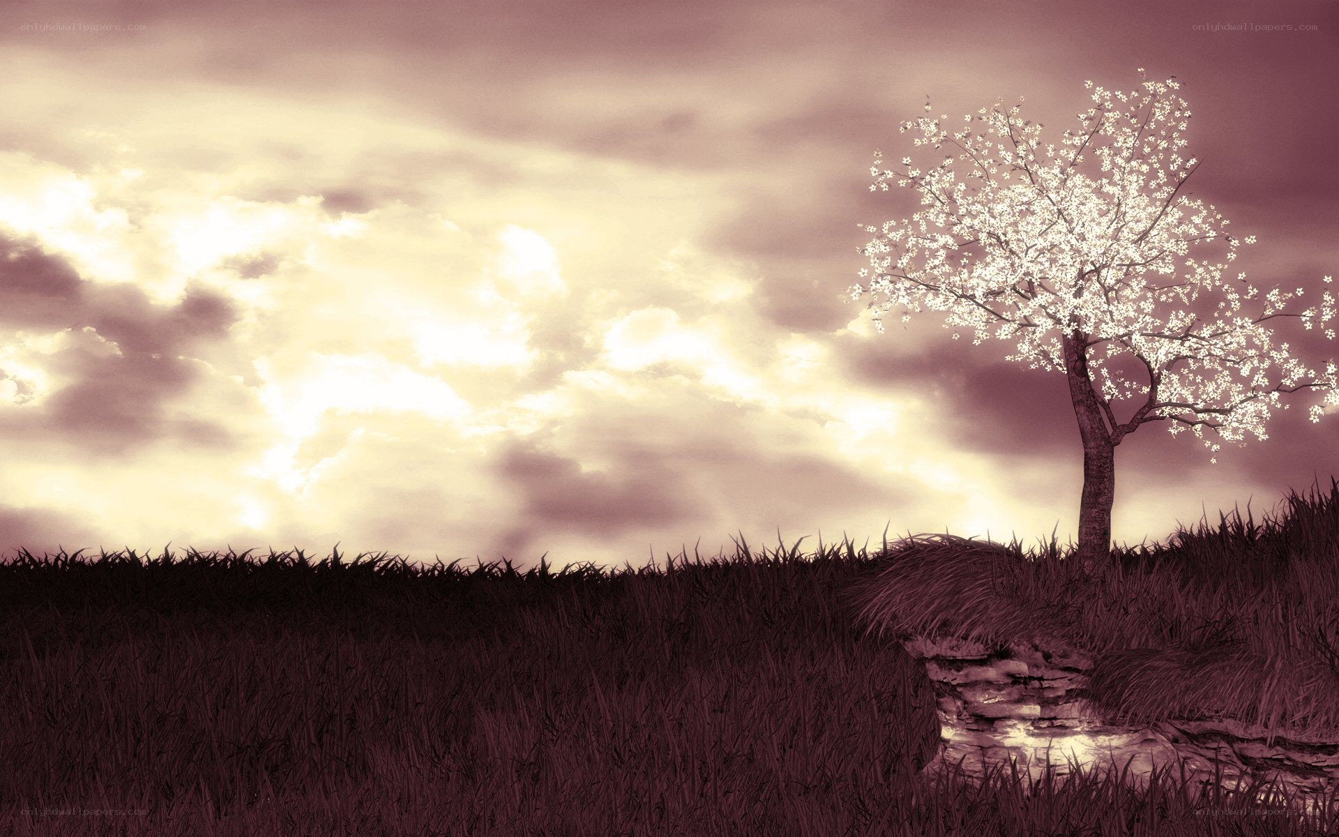 solitary tree at sunset