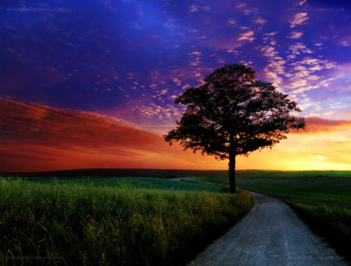 Solitary tree at sunset