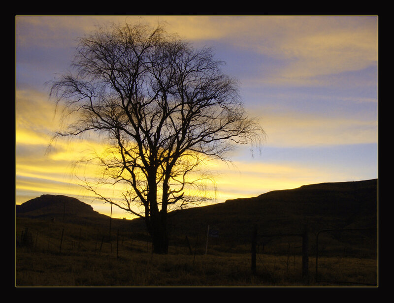 solitary tree at sunset