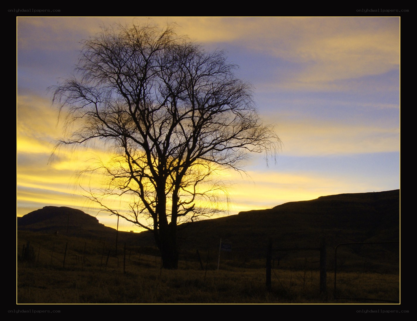 solitary tree at sunset
