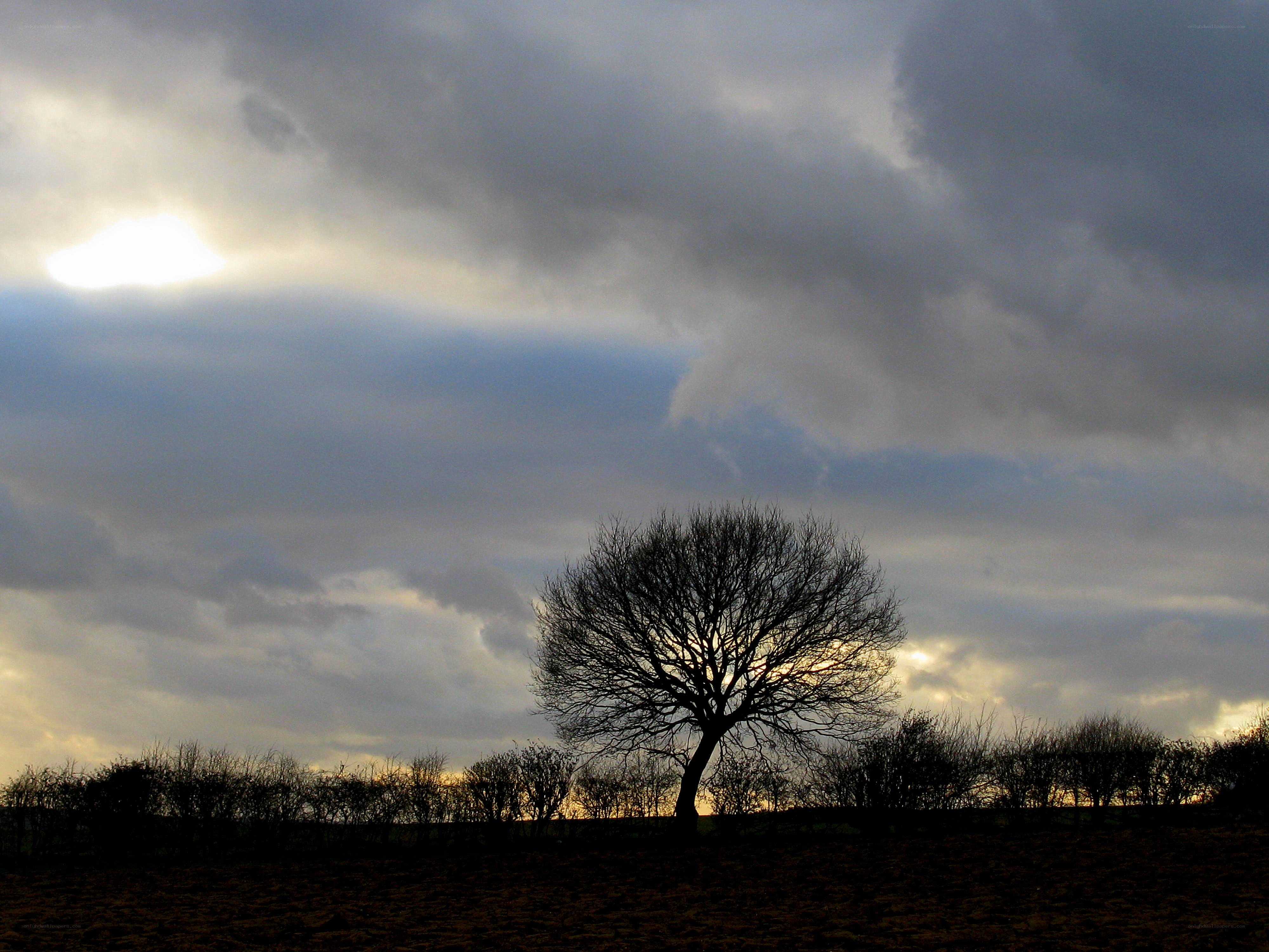 Solitary tree at sunset