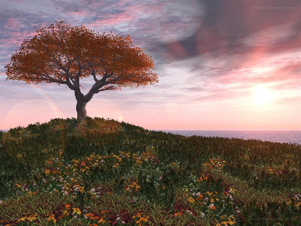 Solitary tree at sunset