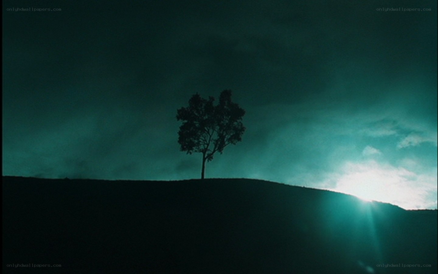 solitary tree at sunset