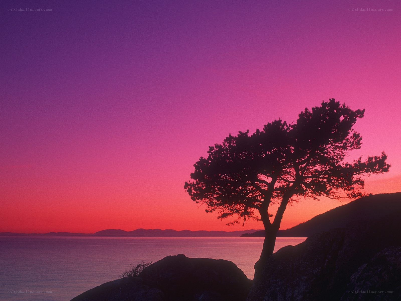 Solitary tree at sunset