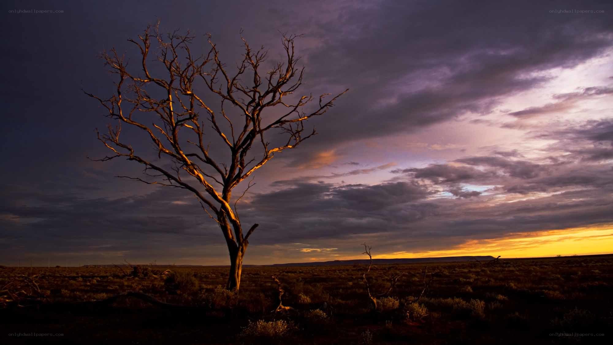 Solitary tree at sunset