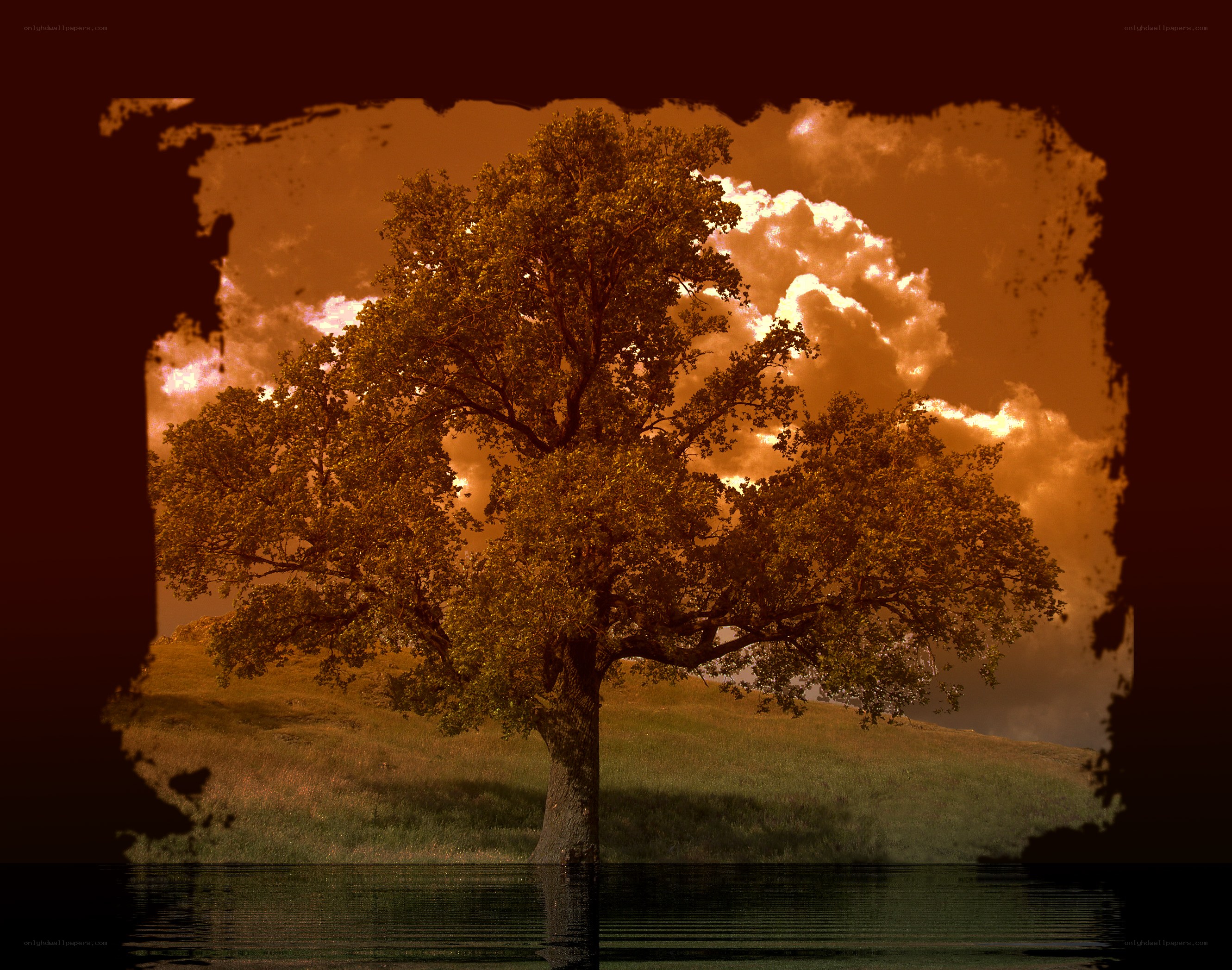 Solitary tree at sunset