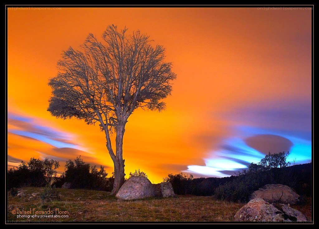 Solitary tree at sunset