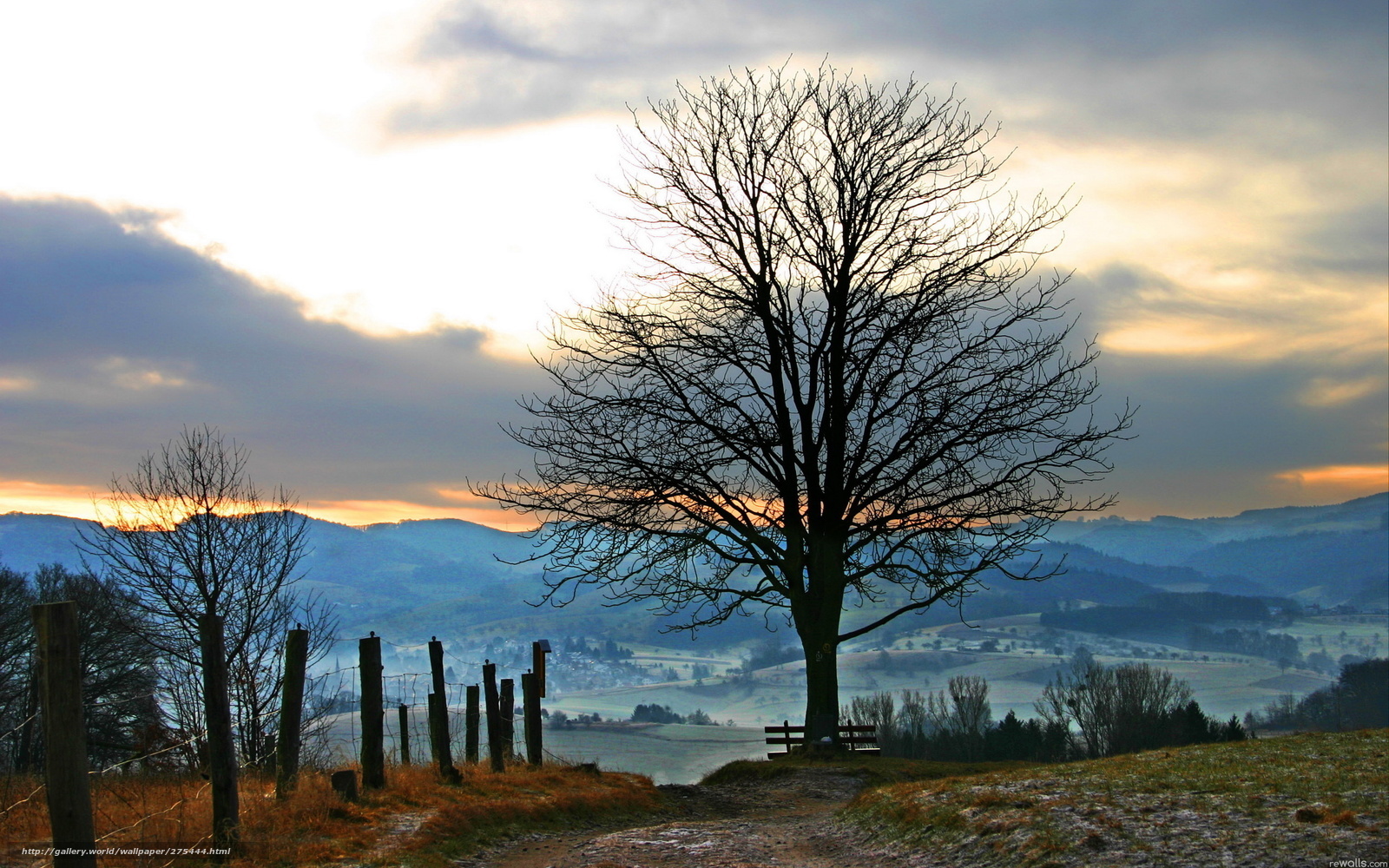 Solitary tree at sunset