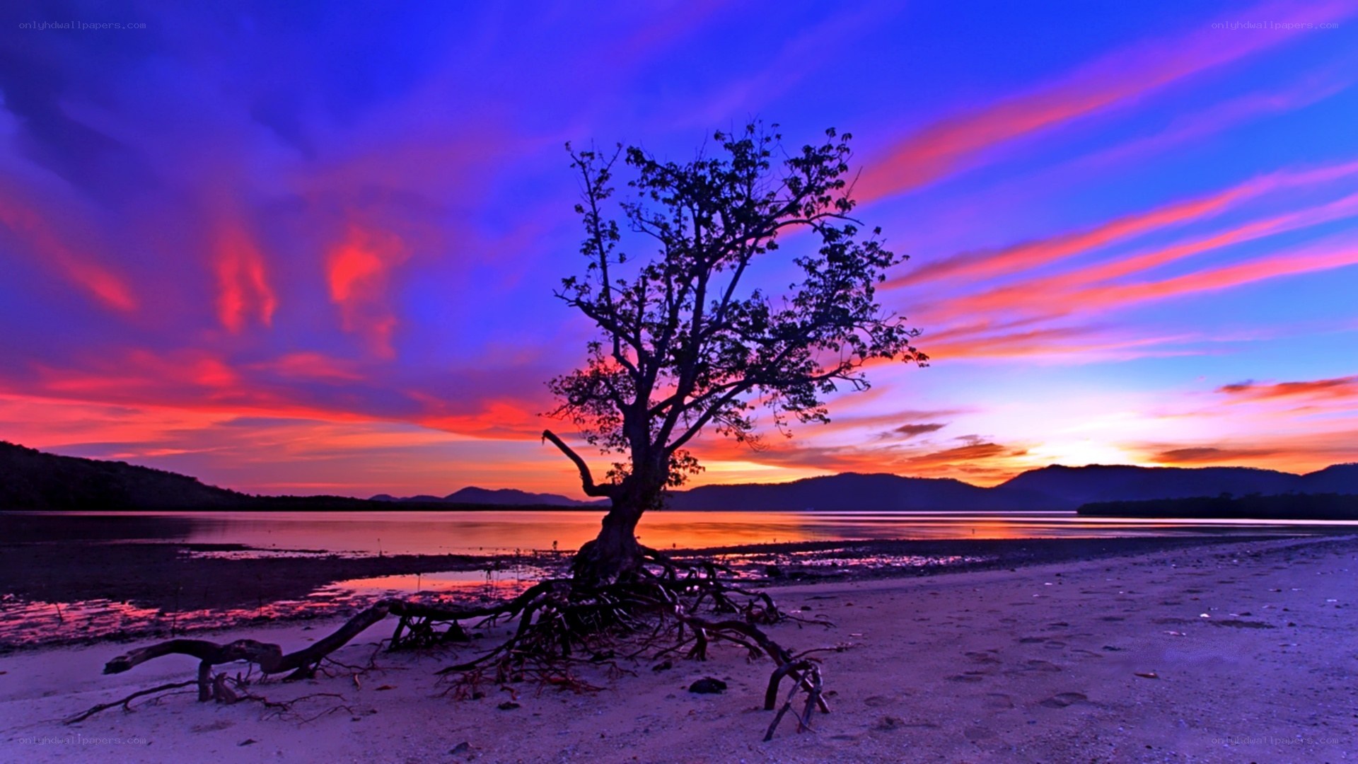 Solitary tree at sunset