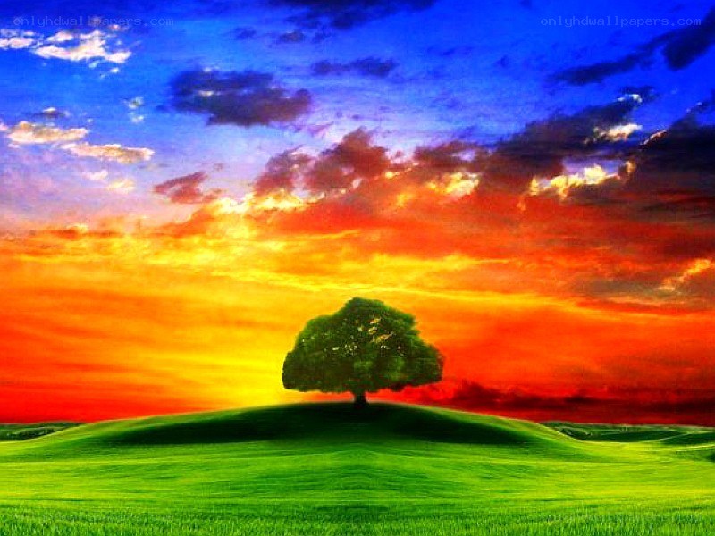 Solitary tree at sunset