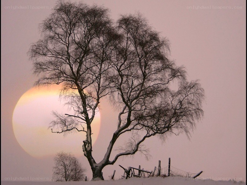 Solitary tree at sunset