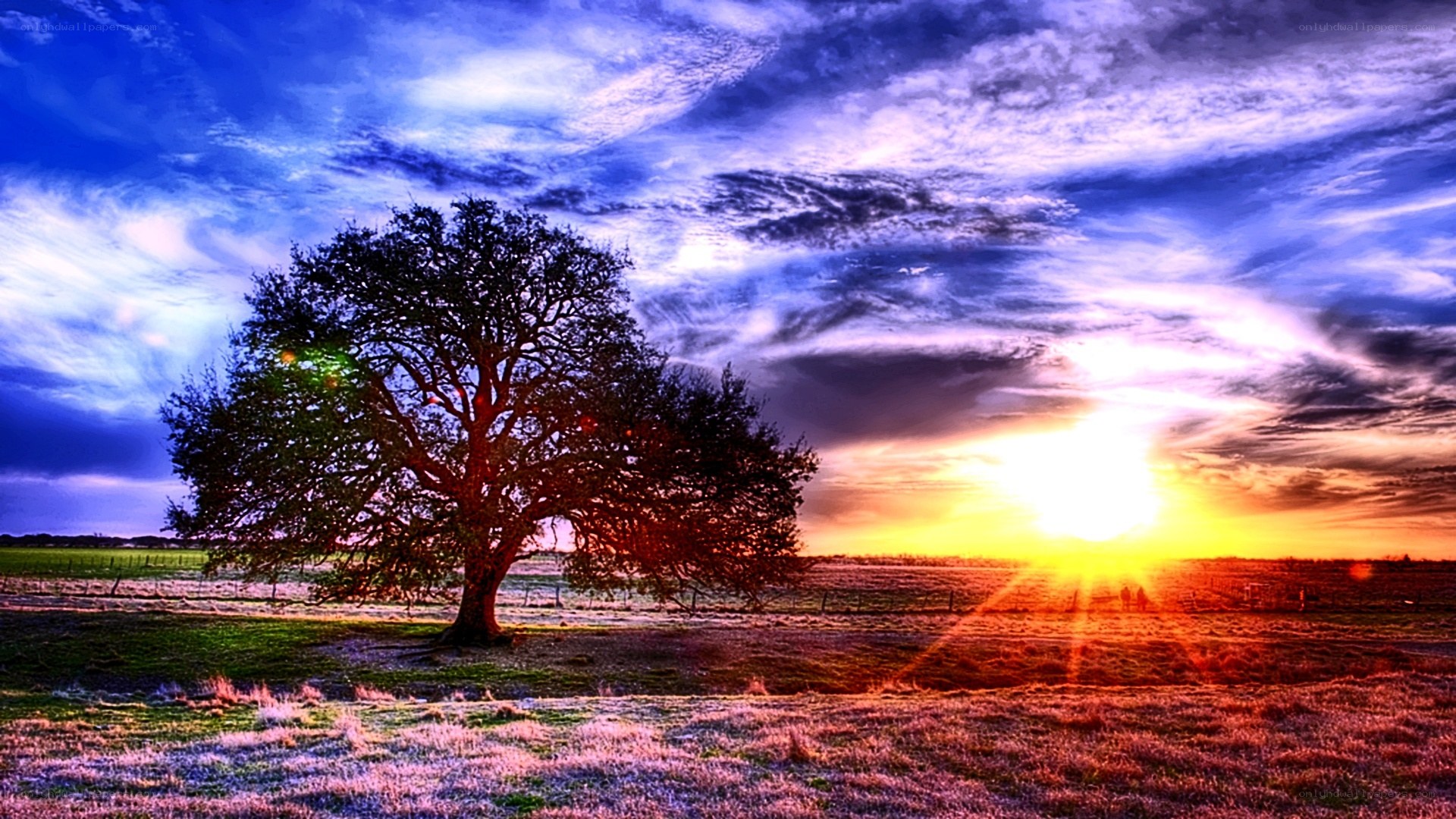 Solitary tree at sunset