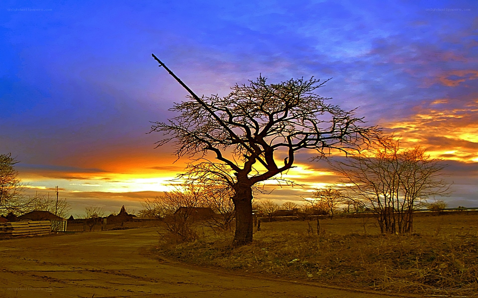 Solitary tree at sunset