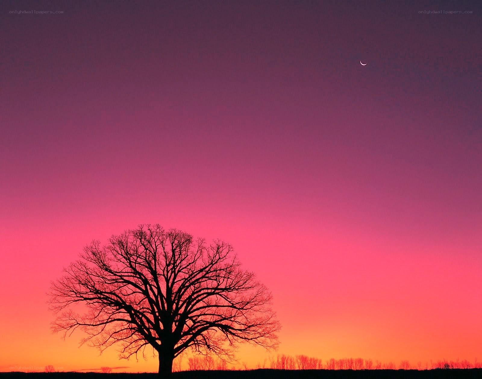 solitary tree at sunset