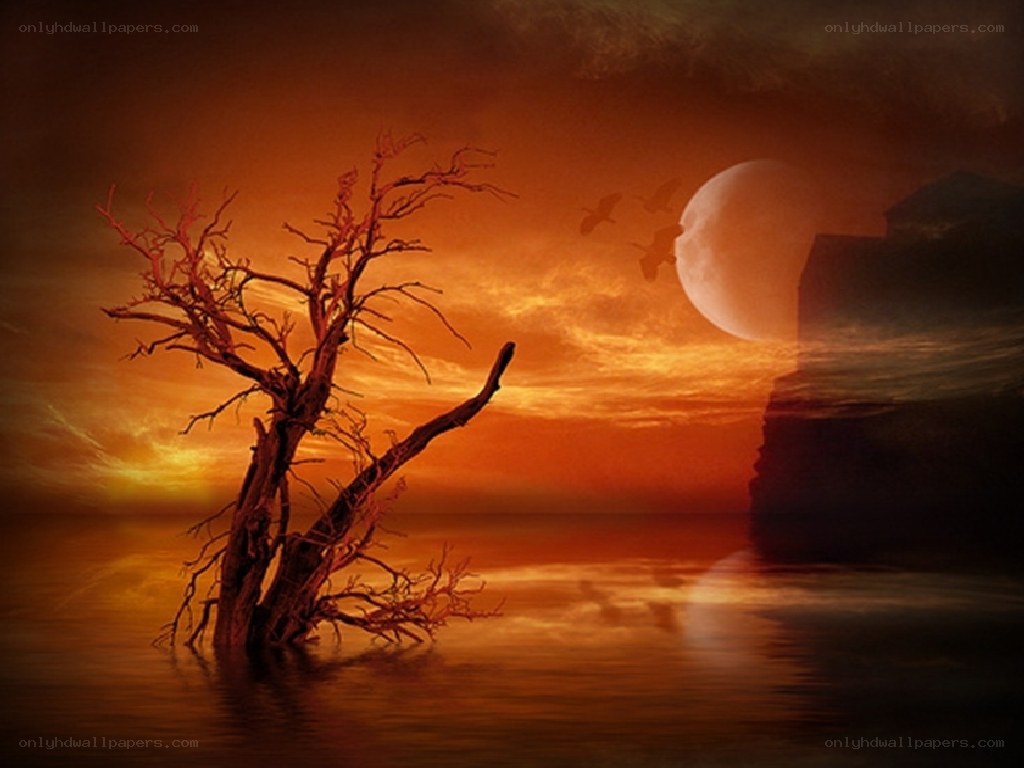 Solitary tree at sunset