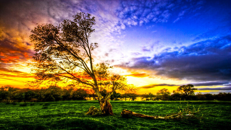 Solitary tree at sunset