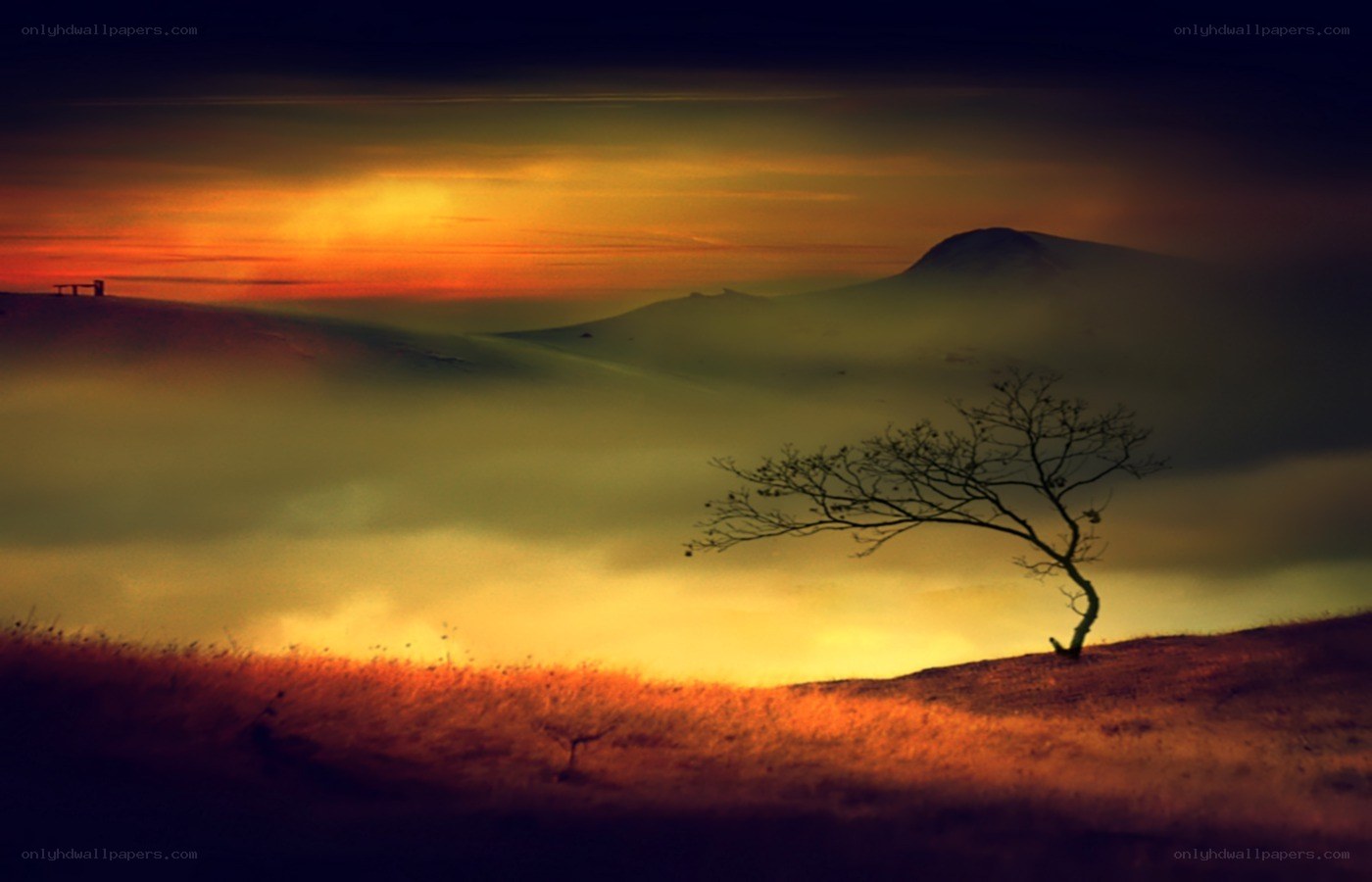 Solitary tree at sunset