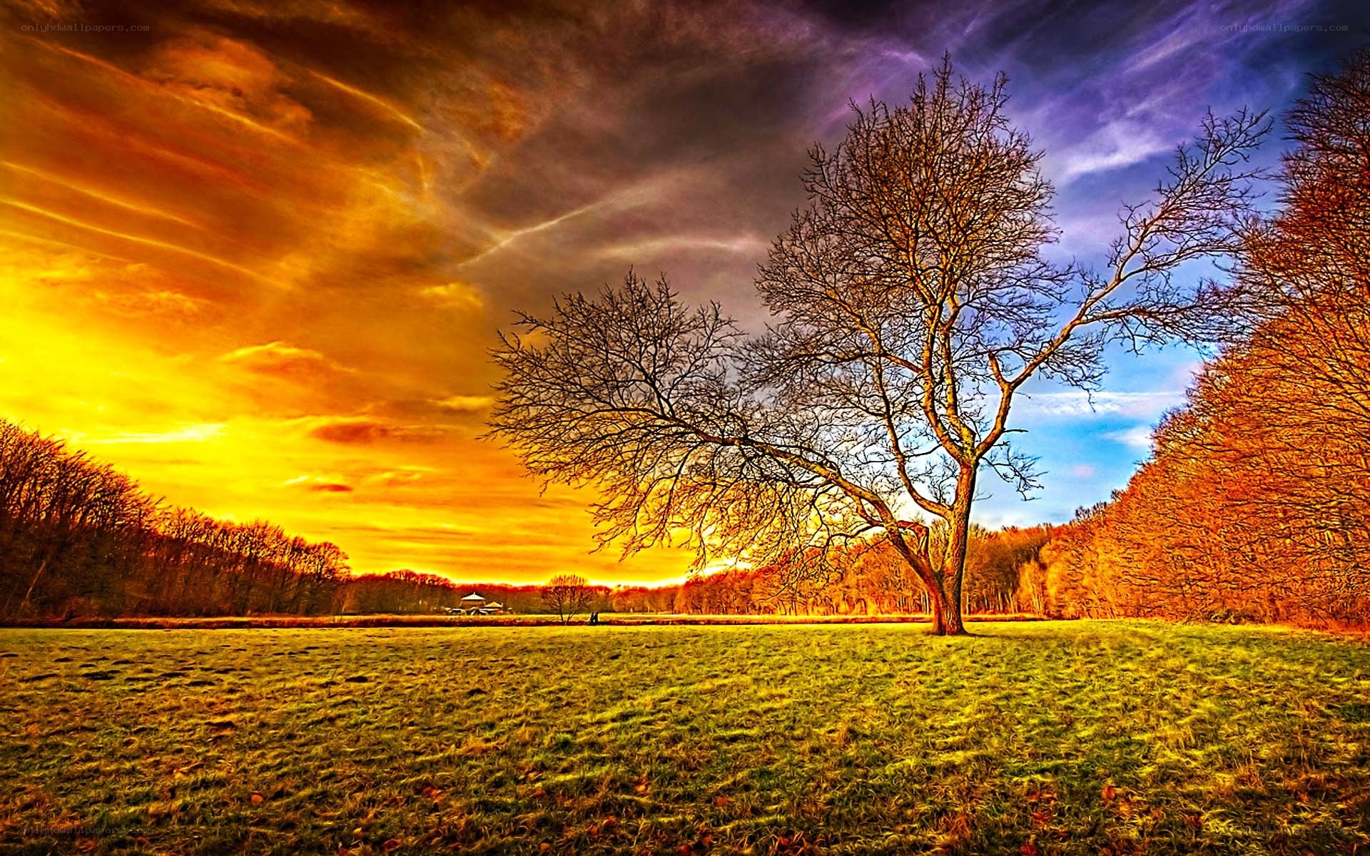Solitary tree at sunset