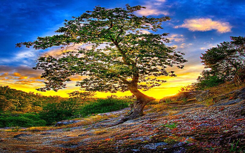 Solitary tree at sunset