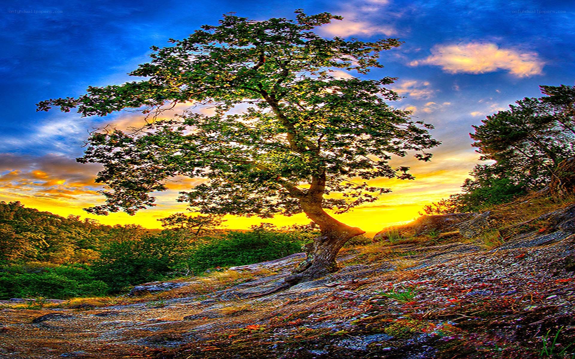 Solitary tree at sunset