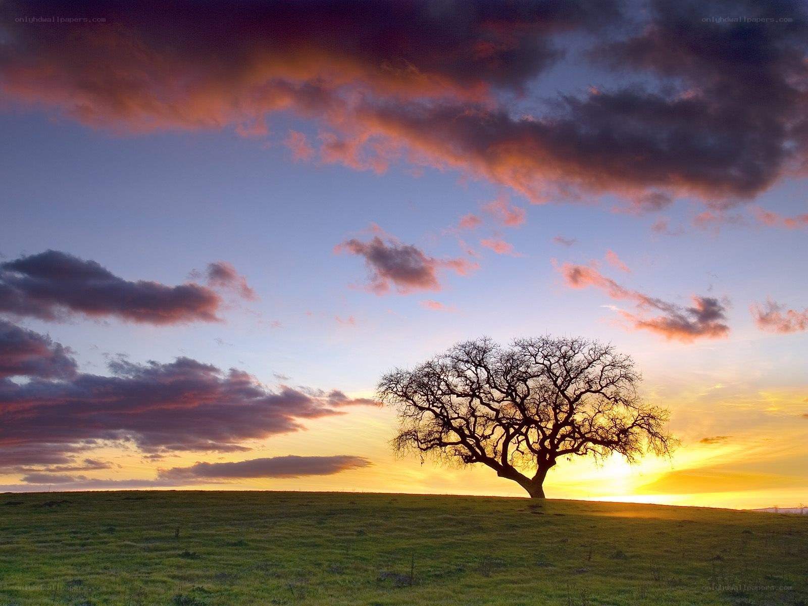 Solitary tree at sunset