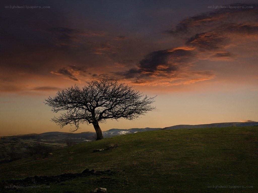 solitary tree at sunset