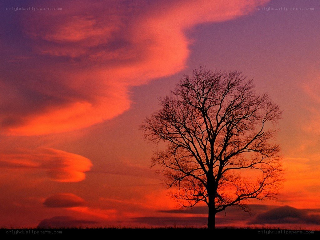 solitary tree at sunset