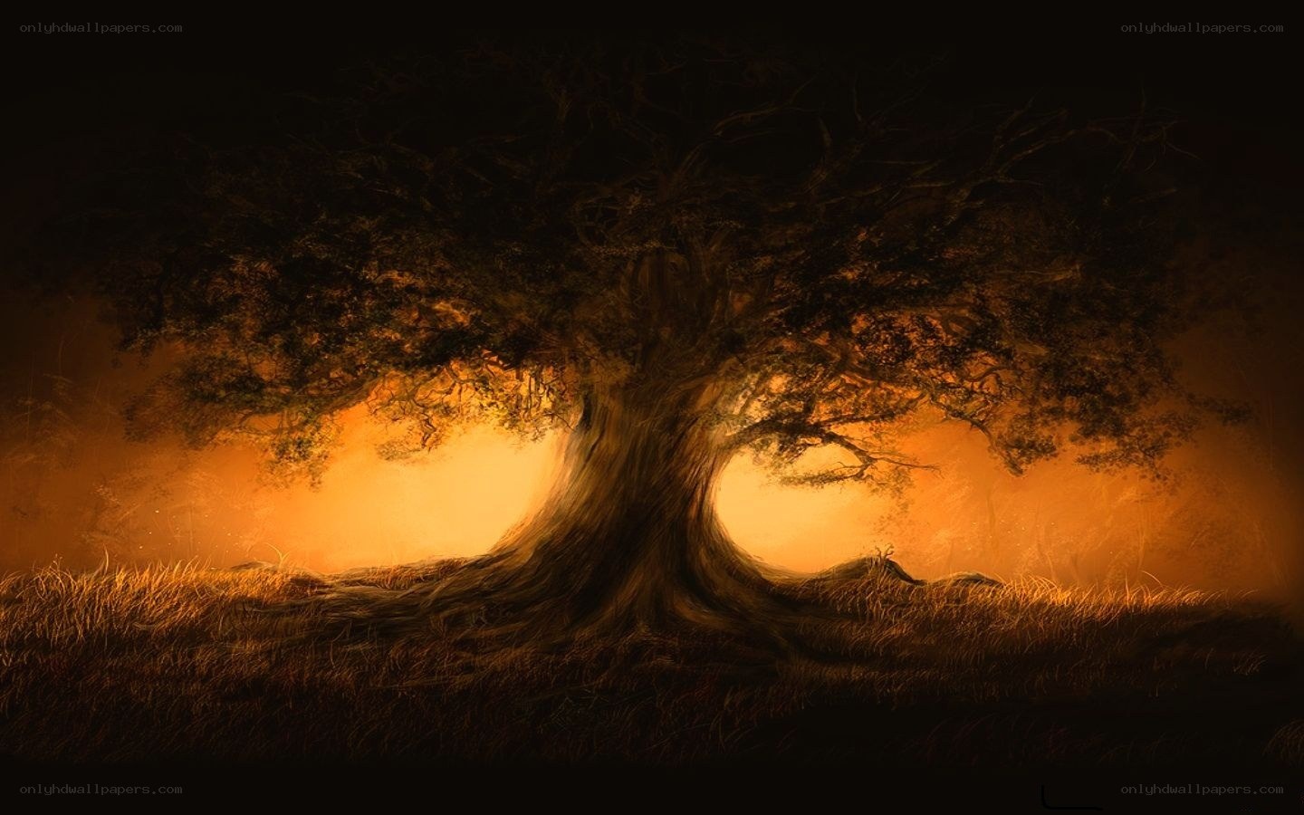 Solitary tree at sunset