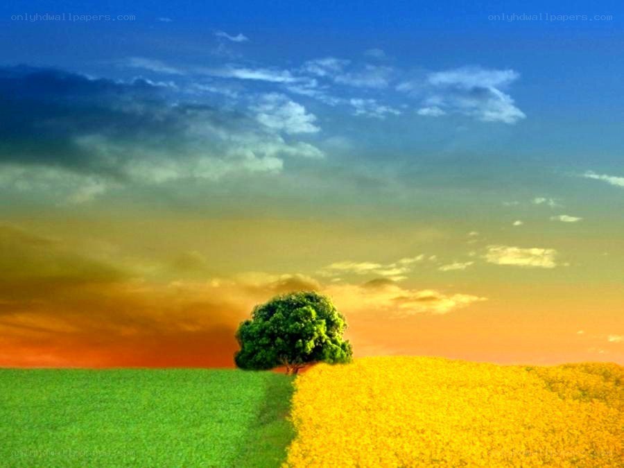 solitary tree at sunset
