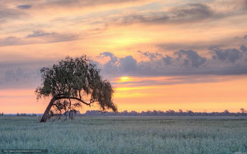 Solitary tree at sunset