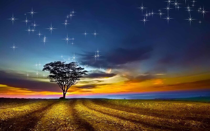 Solitary tree at sunset