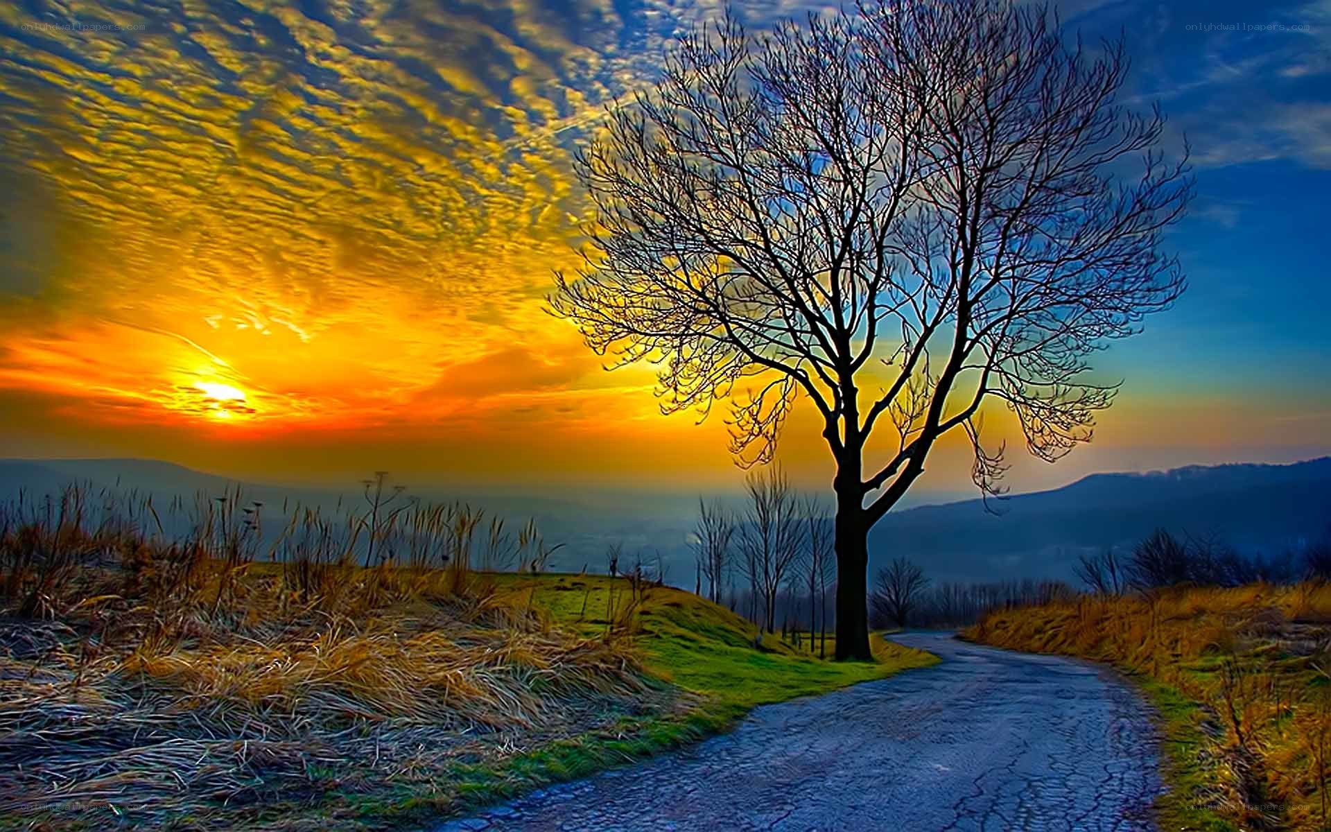 Solitary tree at sunset
