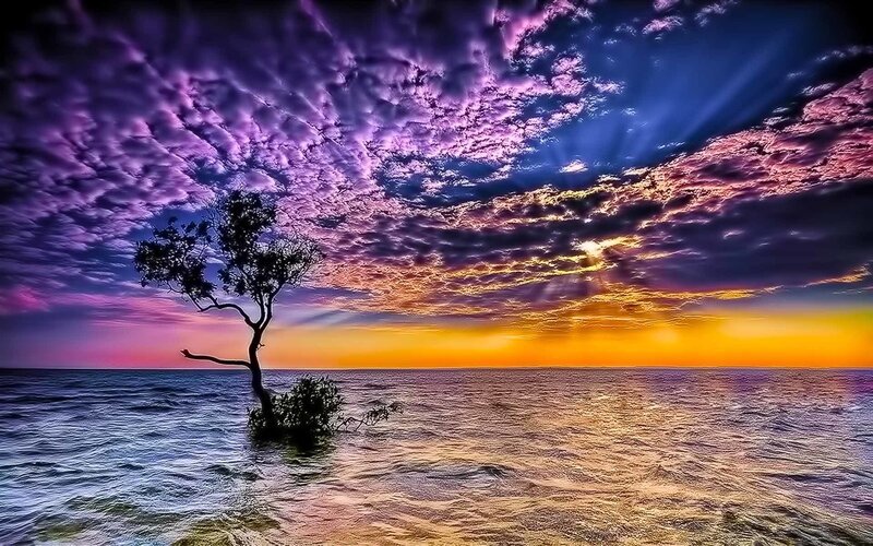 Solitary tree at sunset