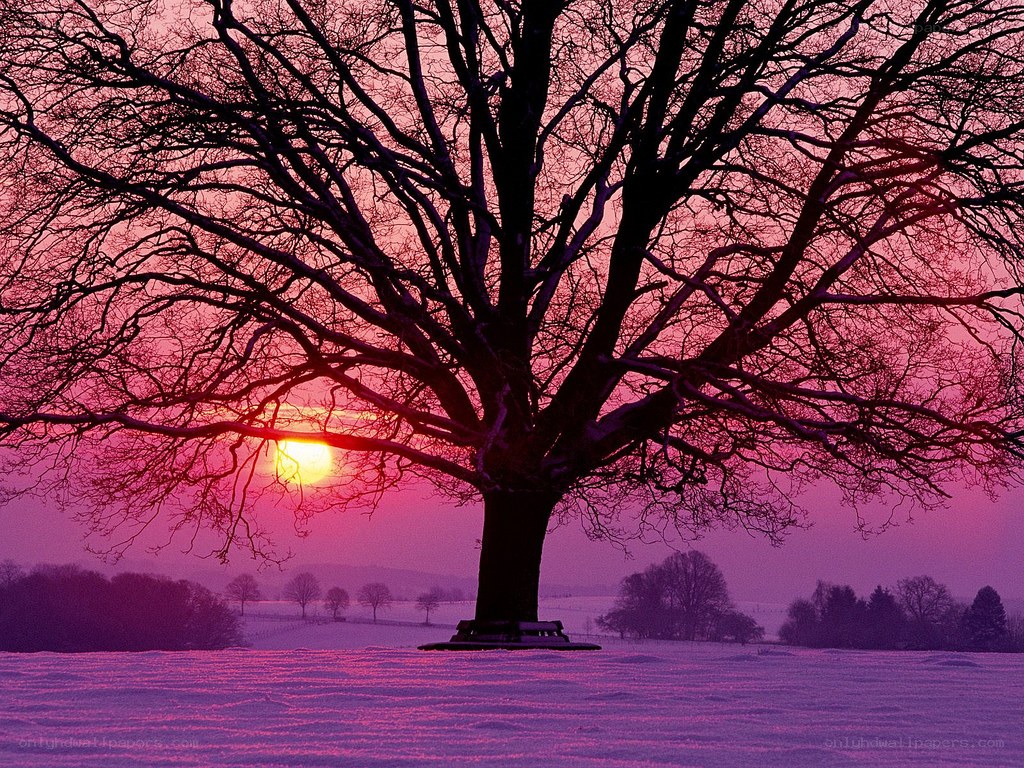 Solitary tree at sunset