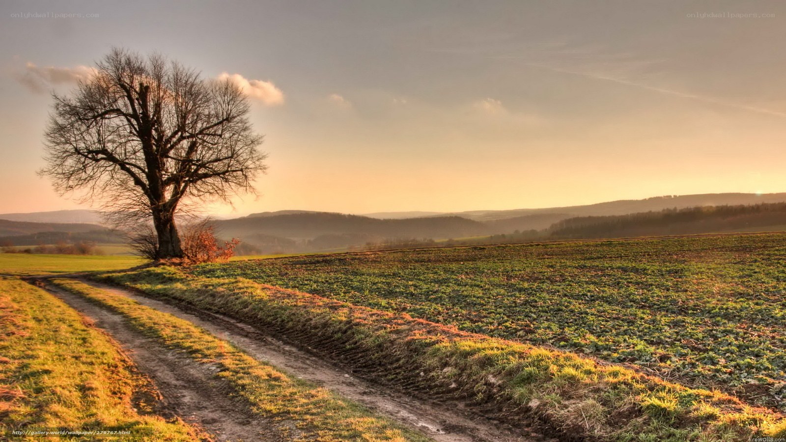 Solitary tree at sunset