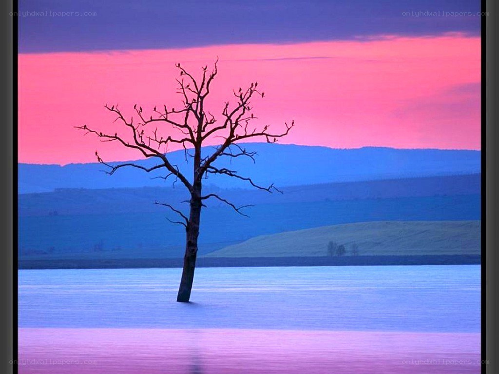 solitary tree at sunset