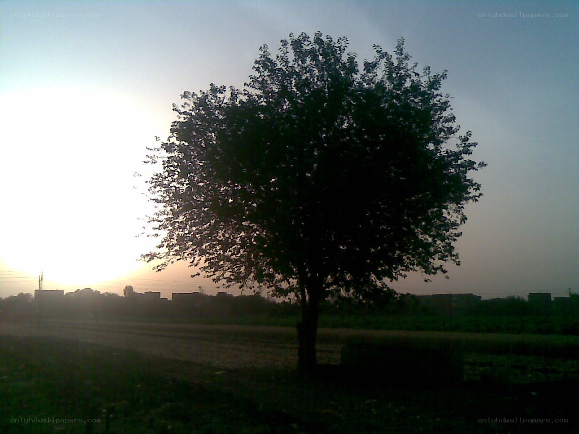 solitary tree at sunset
