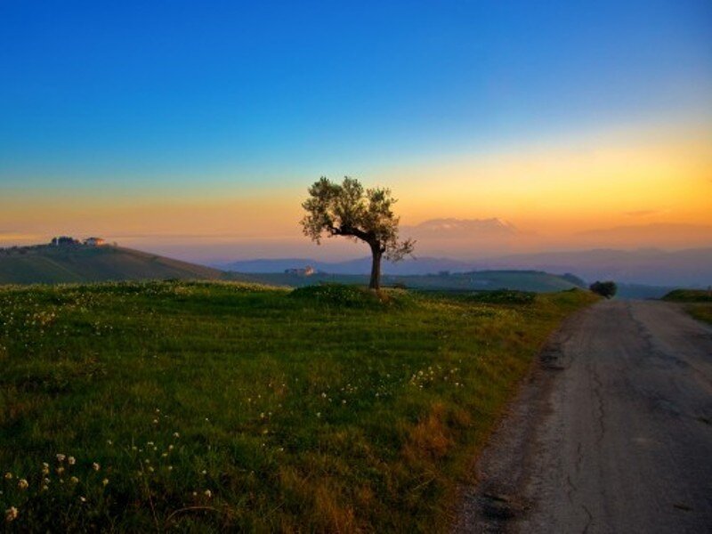 Solitary tree at sunset