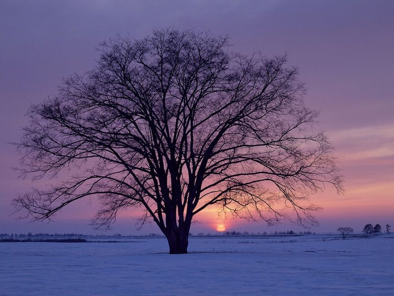 solitary tree at sunset