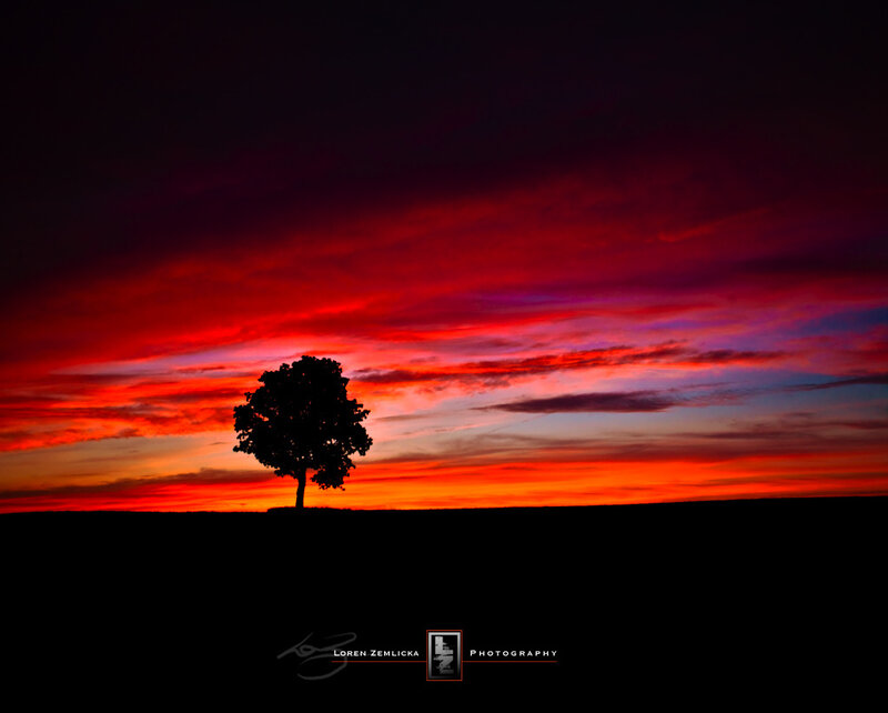 solitary tree at sunset