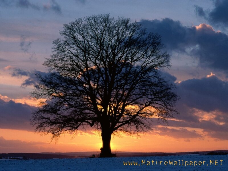 solitary tree at sunset