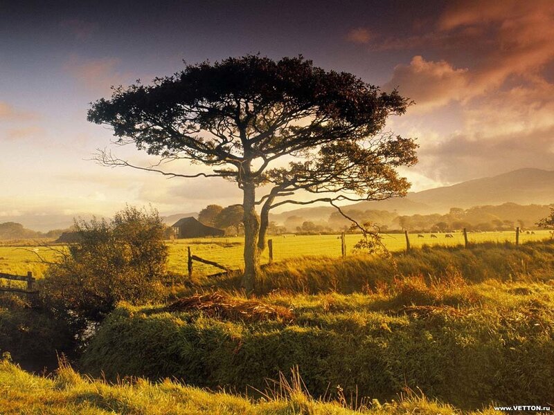 Solitary tree at sunset
