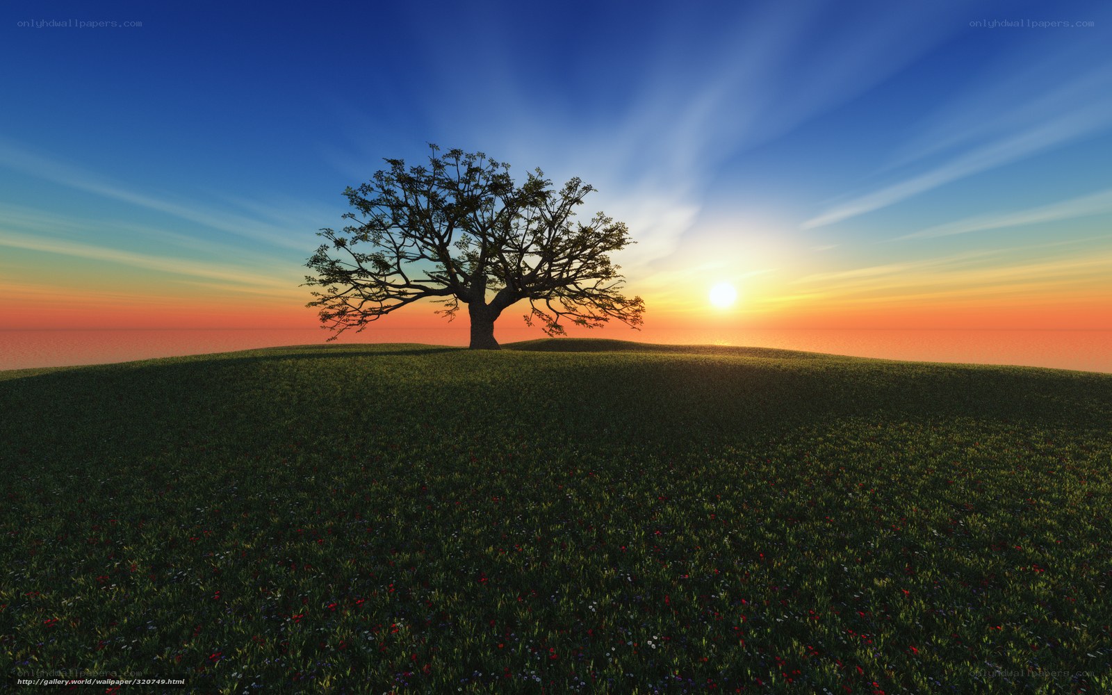 solitary tree at sunset