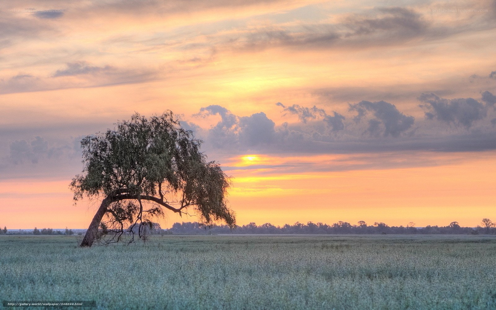 Solitary tree at sunset