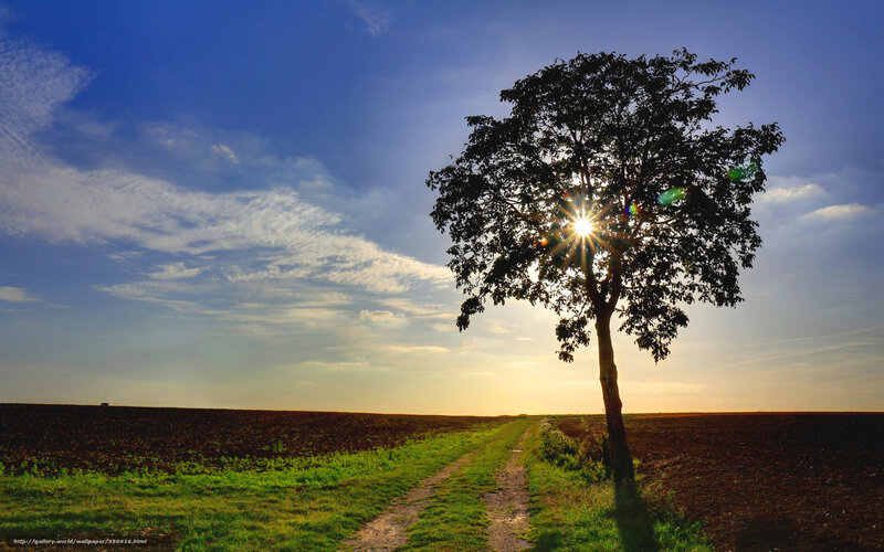 Solitary tree at sunset